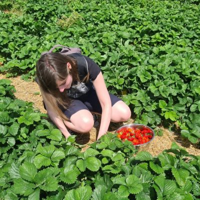 Linda-pflückt-Erdbeeren Erdbeeren pflücken